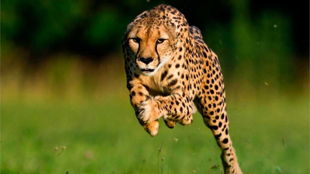 leopardo-corriendo-copia-990x556